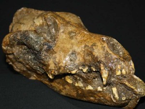 ancient-dog-scull