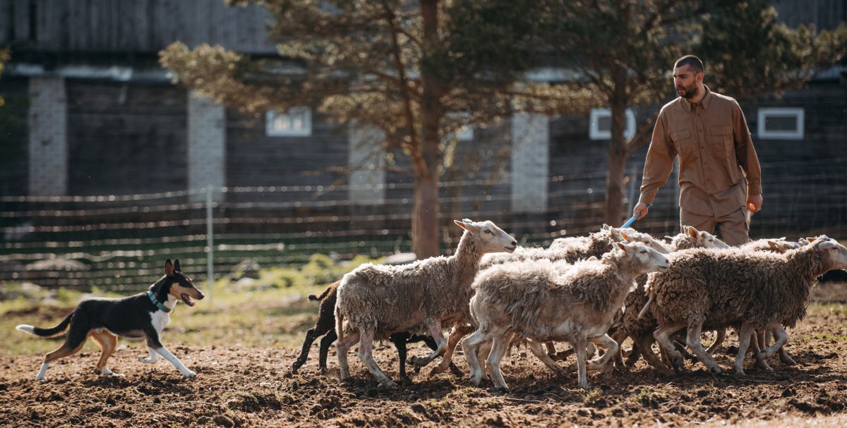 Рассел и овцы, фото Марии Калининой